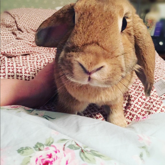 Meet your Posher, Darby - Picture 3 of 5